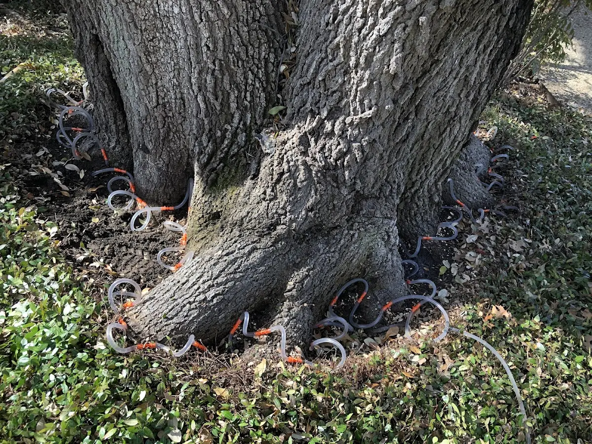 Detailed Tree Cabling and Bracing job site in Dickson